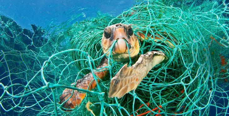 Tortoise in plastic trap recycling of nylon